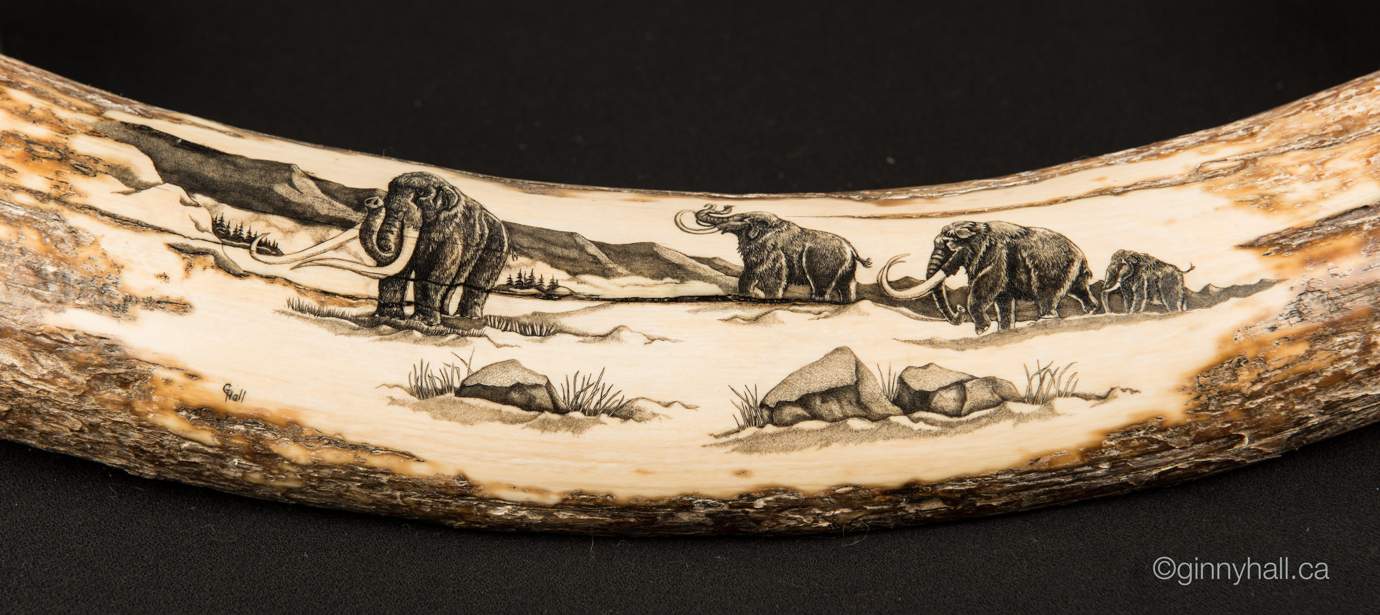 A scrimshaw peice by Ginny Hall depicting four mammoths.