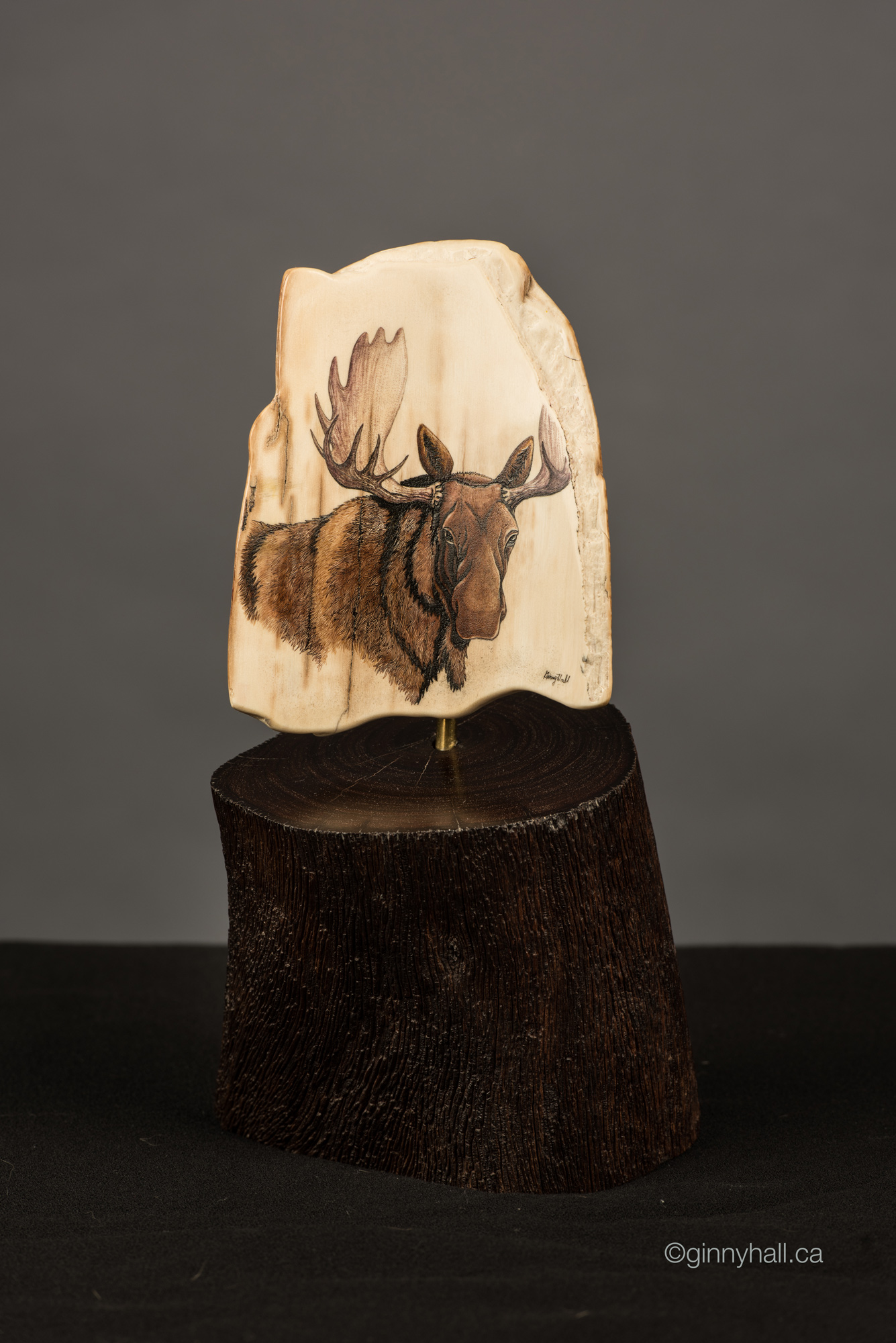 A scrimshaw peice by Ginny Hall depicting a moose.