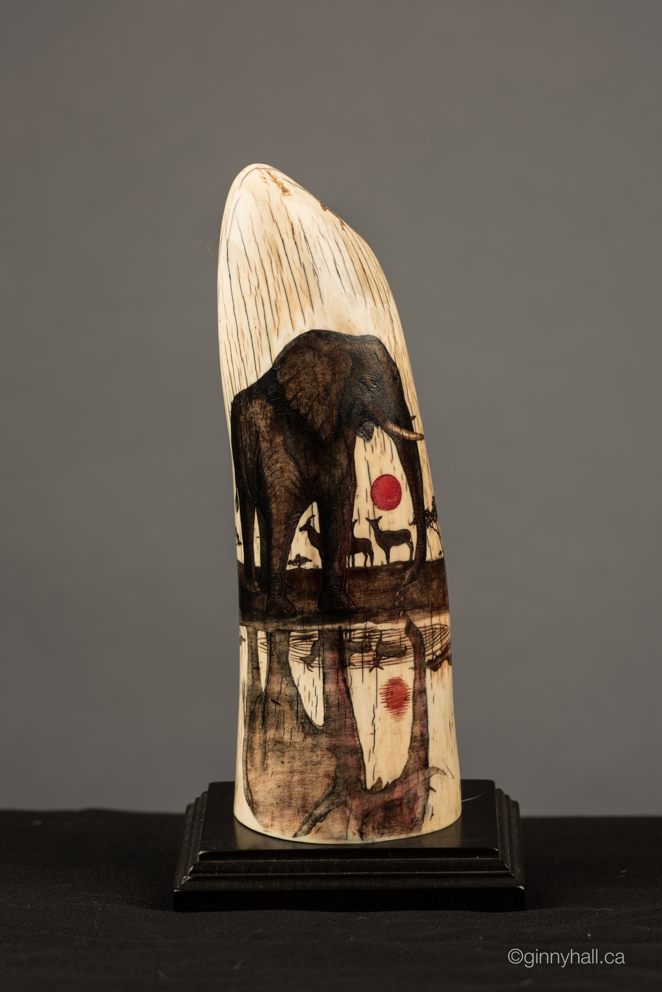 A scrimshaw peice by Ginny Hall depicting an elephant.