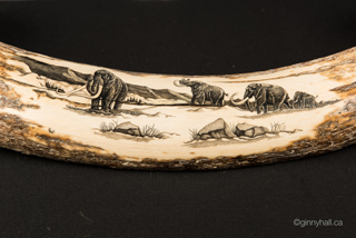 A scrimshaw peice by Ginny Hall 						 		depicting mammoths.